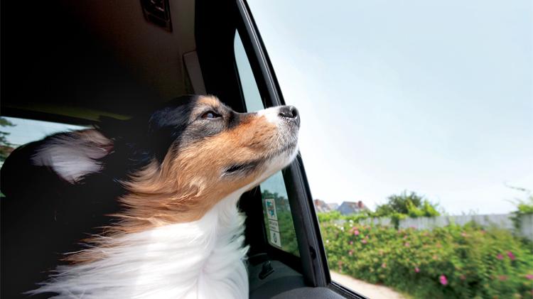 Pets in Hot Cars: An Avoidable Disaster